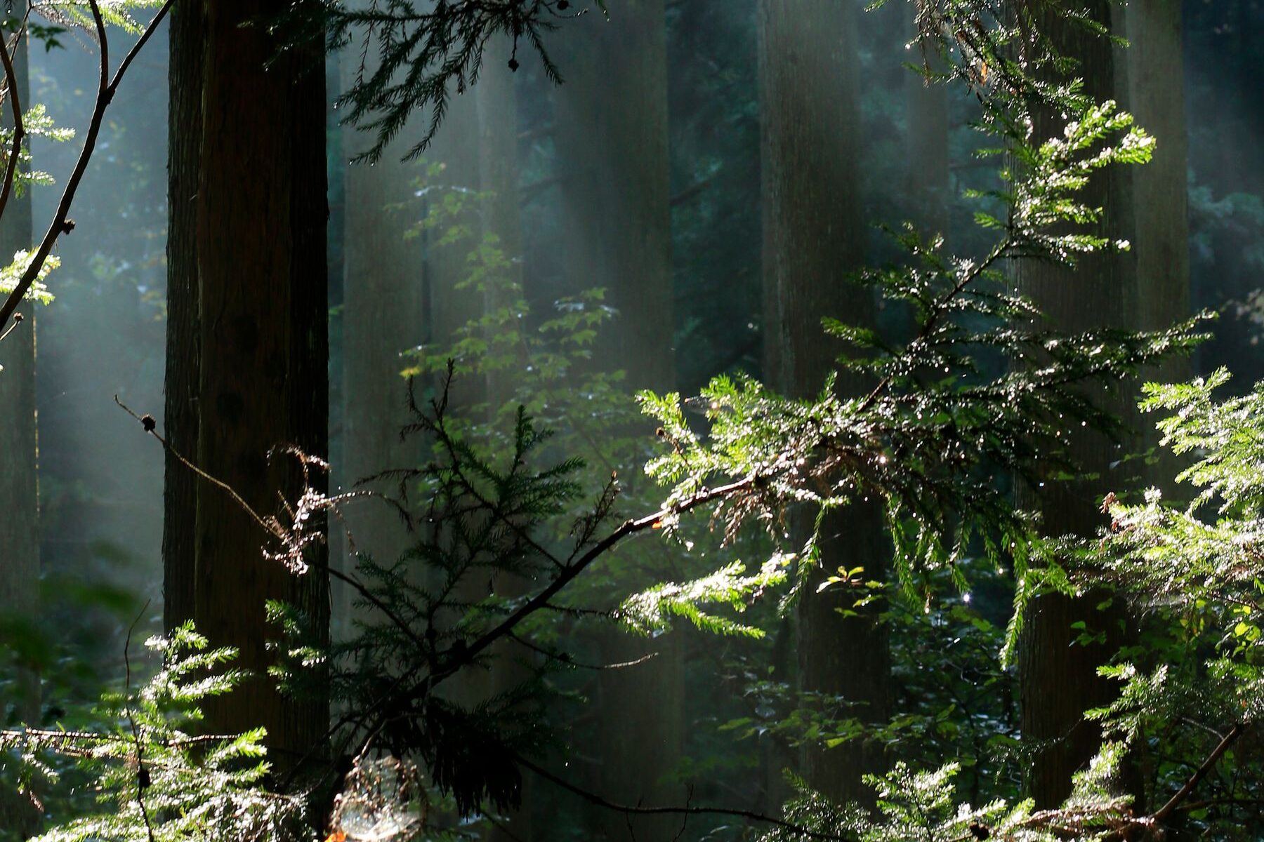 Bosque atravesado por la luz de la mañana