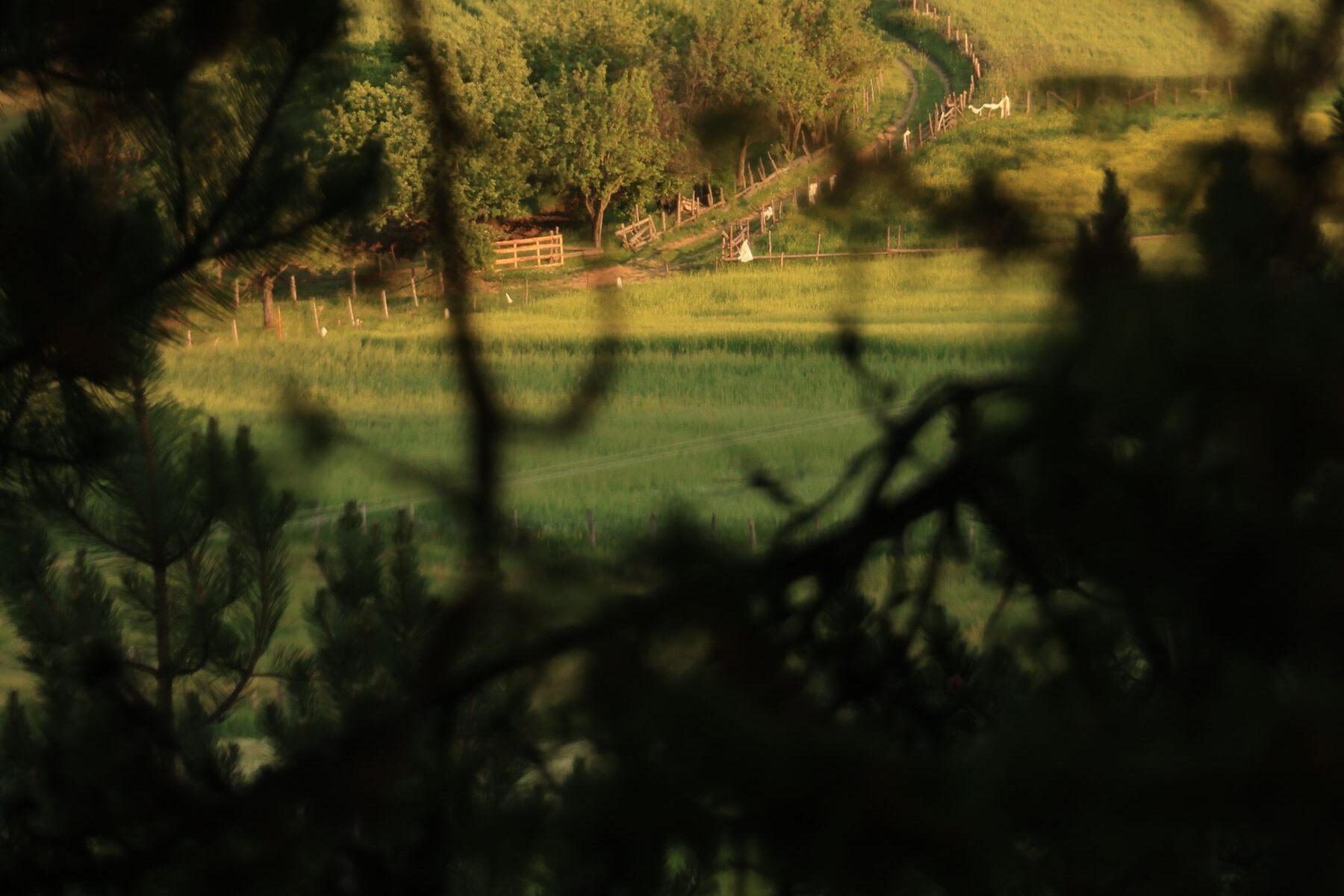 Campo de cereal maduro bajo el cielo de verano