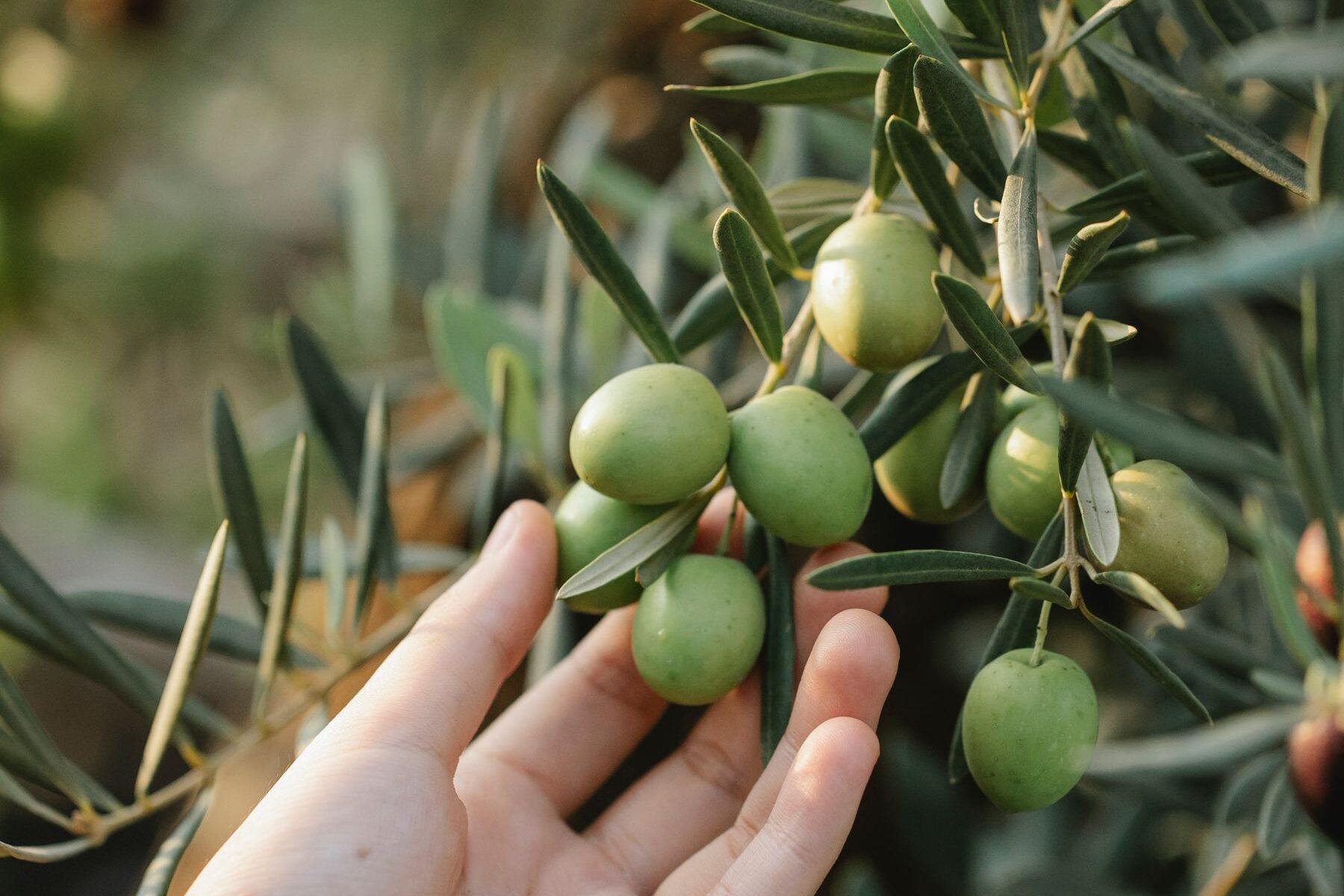 Mano recogiendo aceitunas maduras de la rama de un olivo cargado de fruto